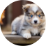 Mini Pomskydoodle Puppies For Sale - Windy City Pups